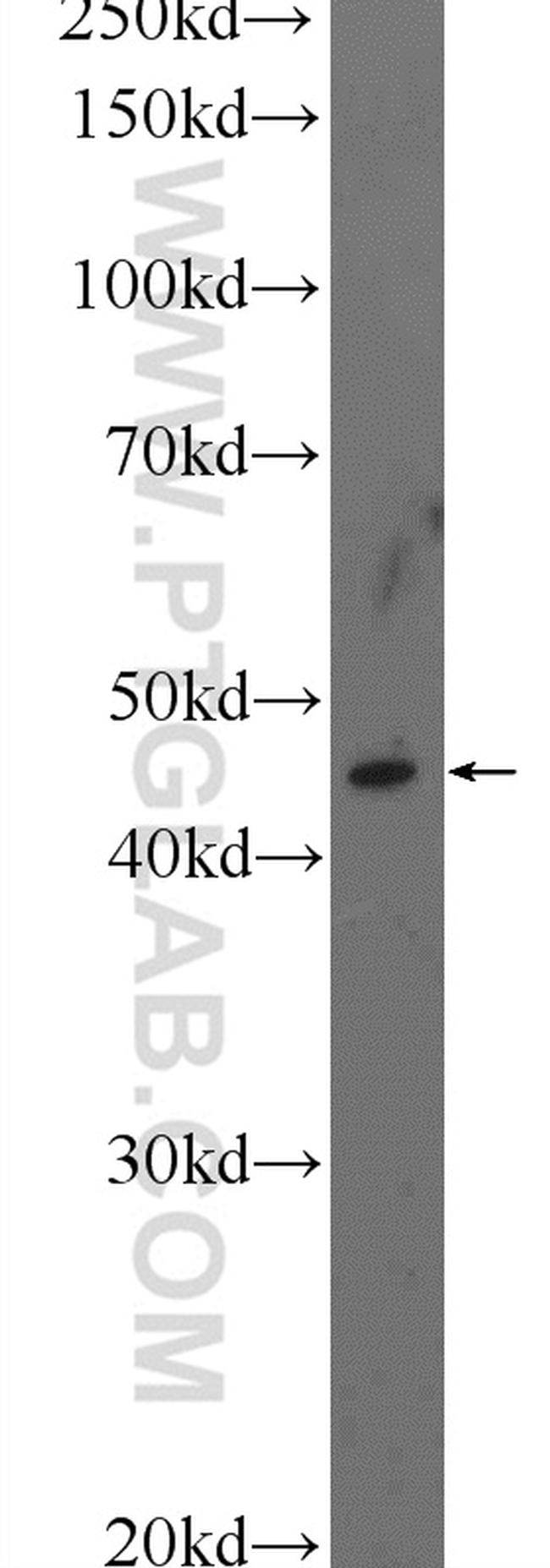 TMEM5 Antibody in Western Blot (WB)