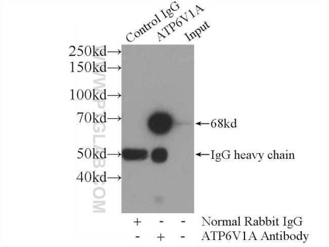 ATP6V1A Antibody in Immunoprecipitation (IP)