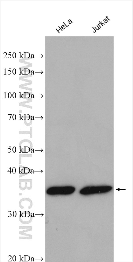 PYCR2 Antibody in Western Blot (WB)