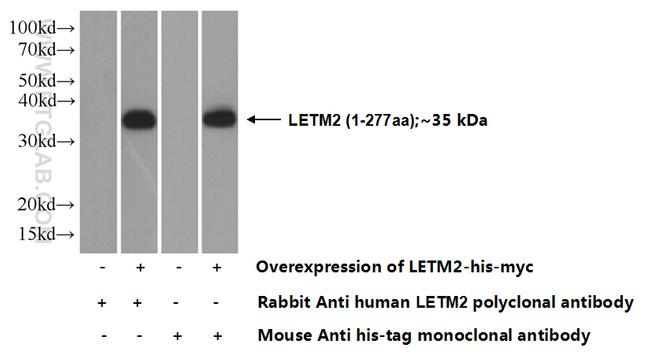 LETM2 Antibody in Western Blot (WB)