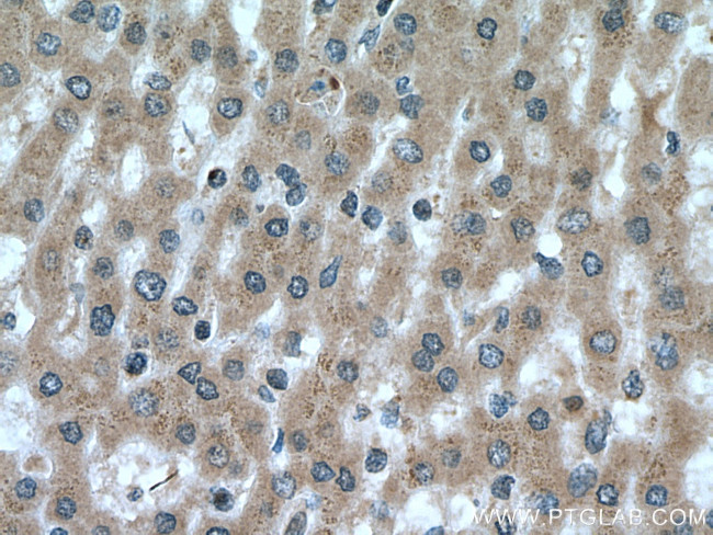 RNF41 Antibody in Immunohistochemistry (Paraffin) (IHC (P))