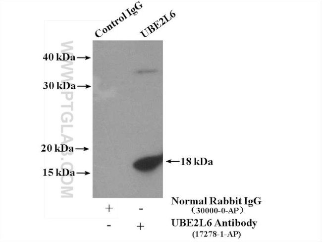 UBE2L6 Antibody in Immunoprecipitation (IP)