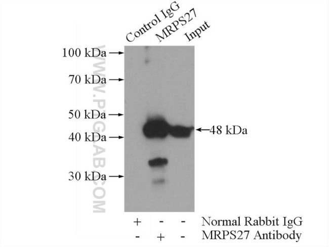 MRPS27 Antibody in Immunoprecipitation (IP)