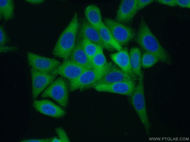 AlaRS Antibody in Immunocytochemistry (ICC/IF)