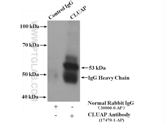 CLUAP1 Antibody in Immunoprecipitation (IP)