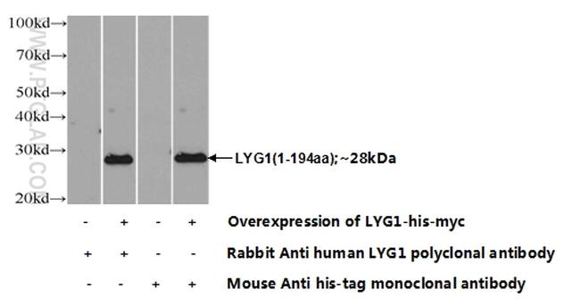 LYG1 Antibody in Western Blot (WB)