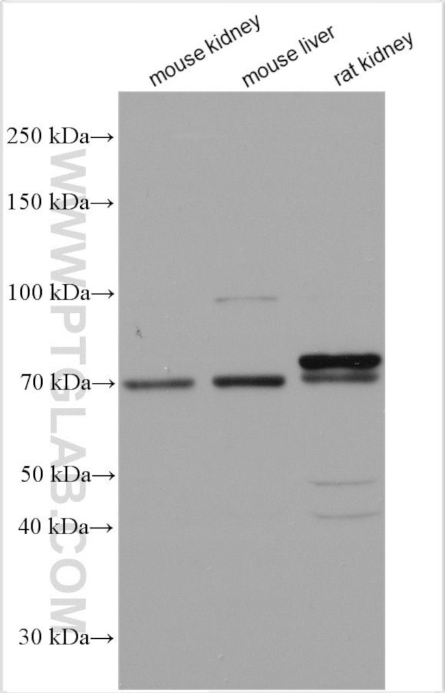 ANUBL1 Antibody in Western Blot (WB)