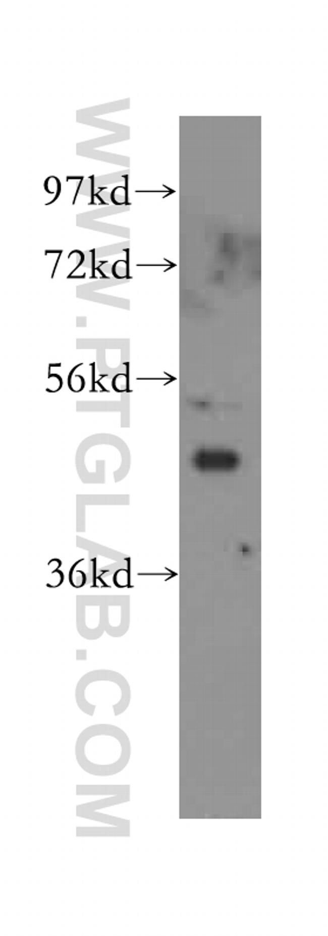 Inhibin beta A Antibody in Western Blot (WB)