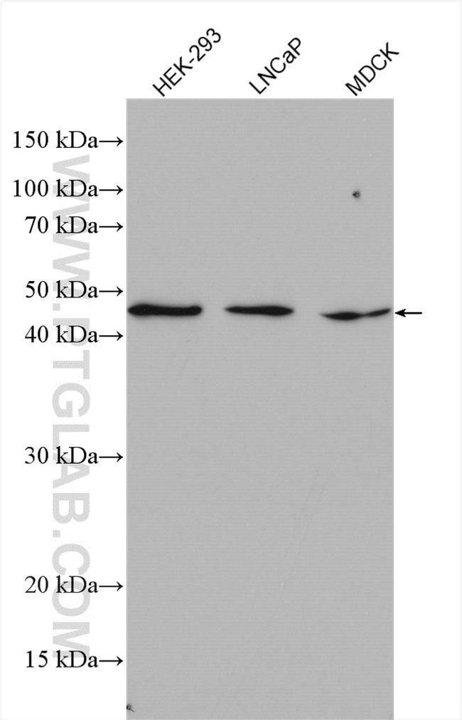 IFT52 Antibody in Western Blot (WB)