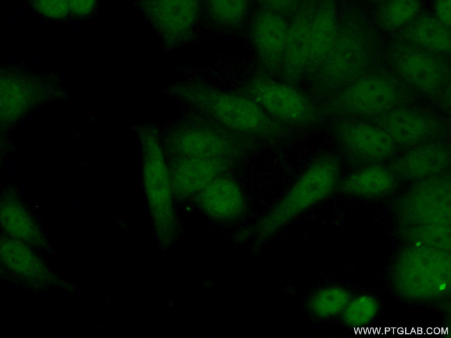 FIGNL1 Antibody in Immunocytochemistry (ICC/IF)