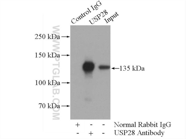 USP28 Antibody in Immunoprecipitation (IP)