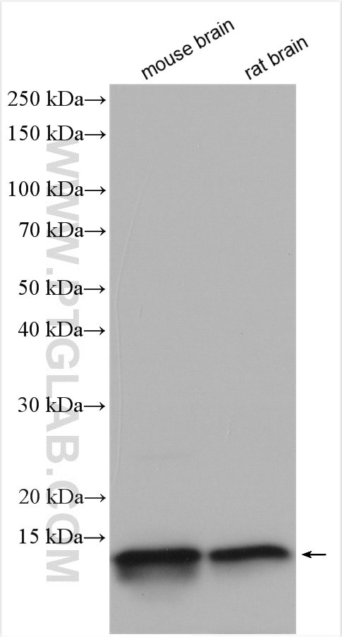 USMG5 Antibody in Western Blot (WB)