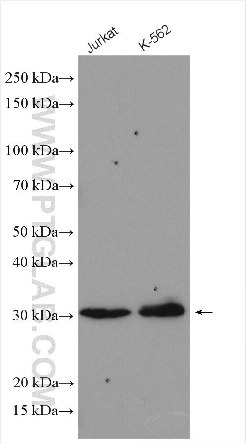 BCL10 Antibody in Western Blot (WB)