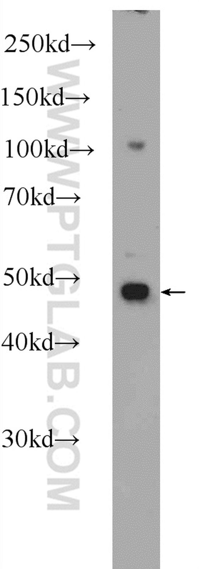PURA Antibody in Western Blot (WB)