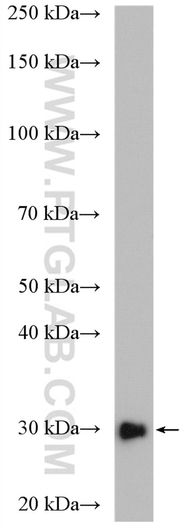 DCK Antibody in Western Blot (WB)