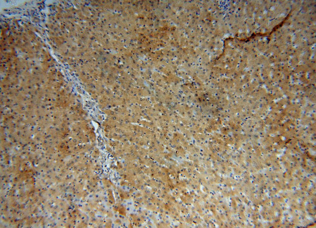 VPS16 Antibody in Immunohistochemistry (Paraffin) (IHC (P))