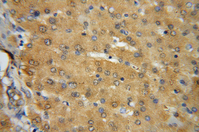 VPS16 Antibody in Immunohistochemistry (Paraffin) (IHC (P))