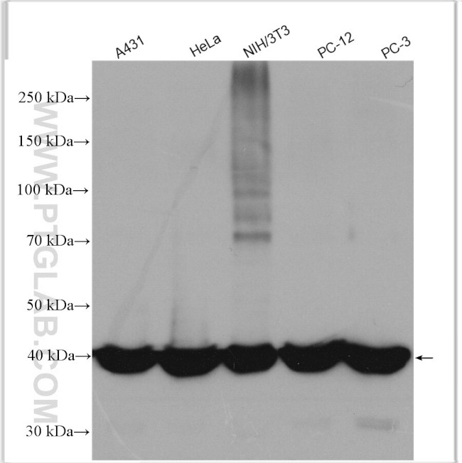 PGK1 Antibody in Western Blot (WB)