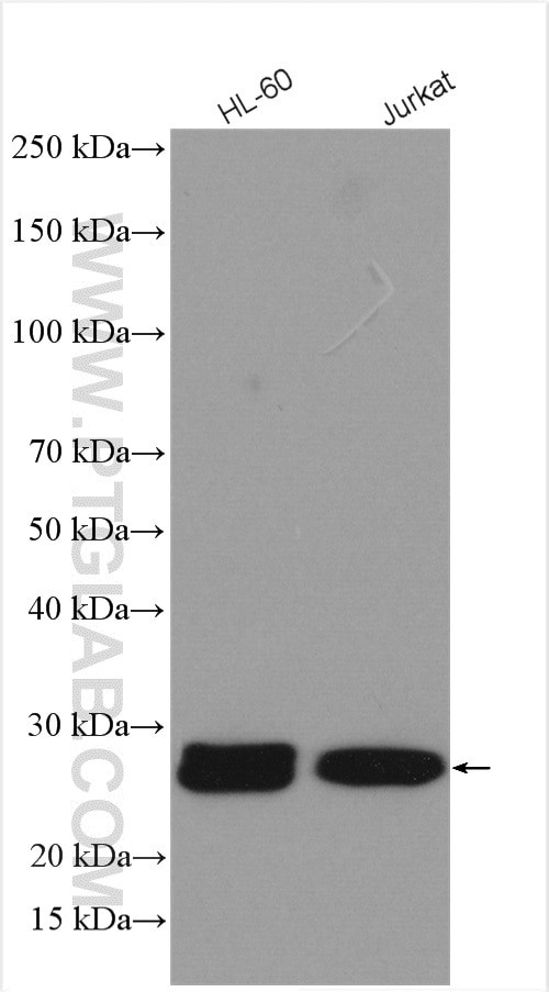 RAB27A Antibody in Western Blot (WB)