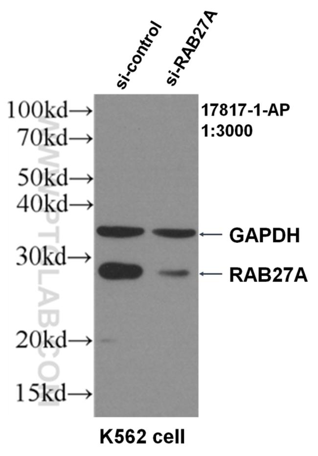 RAB27A Antibody in Western Blot (WB)