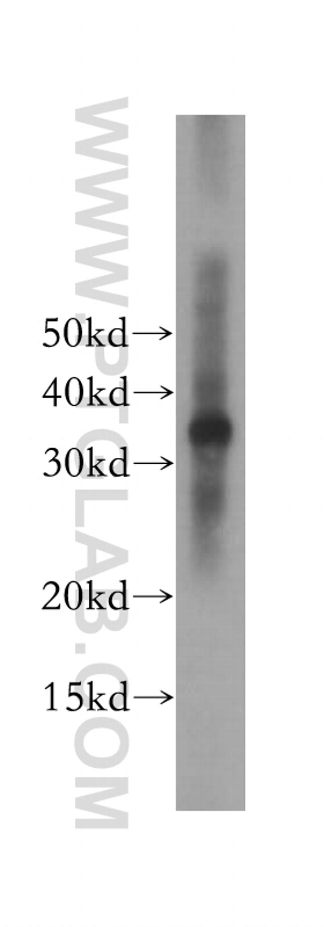 TCEA1 Antibody in Western Blot (WB)