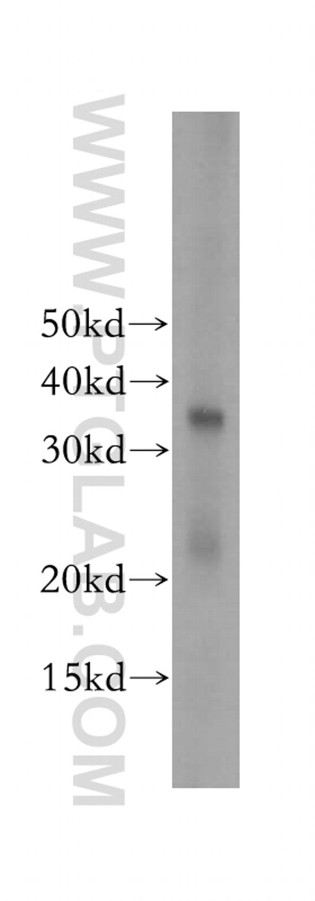 TCEA1 Antibody in Western Blot (WB)