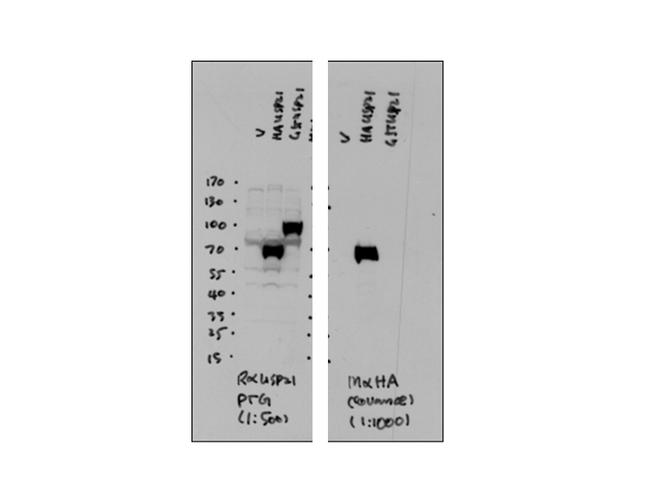 USP21 Antibody in Western Blot (WB)