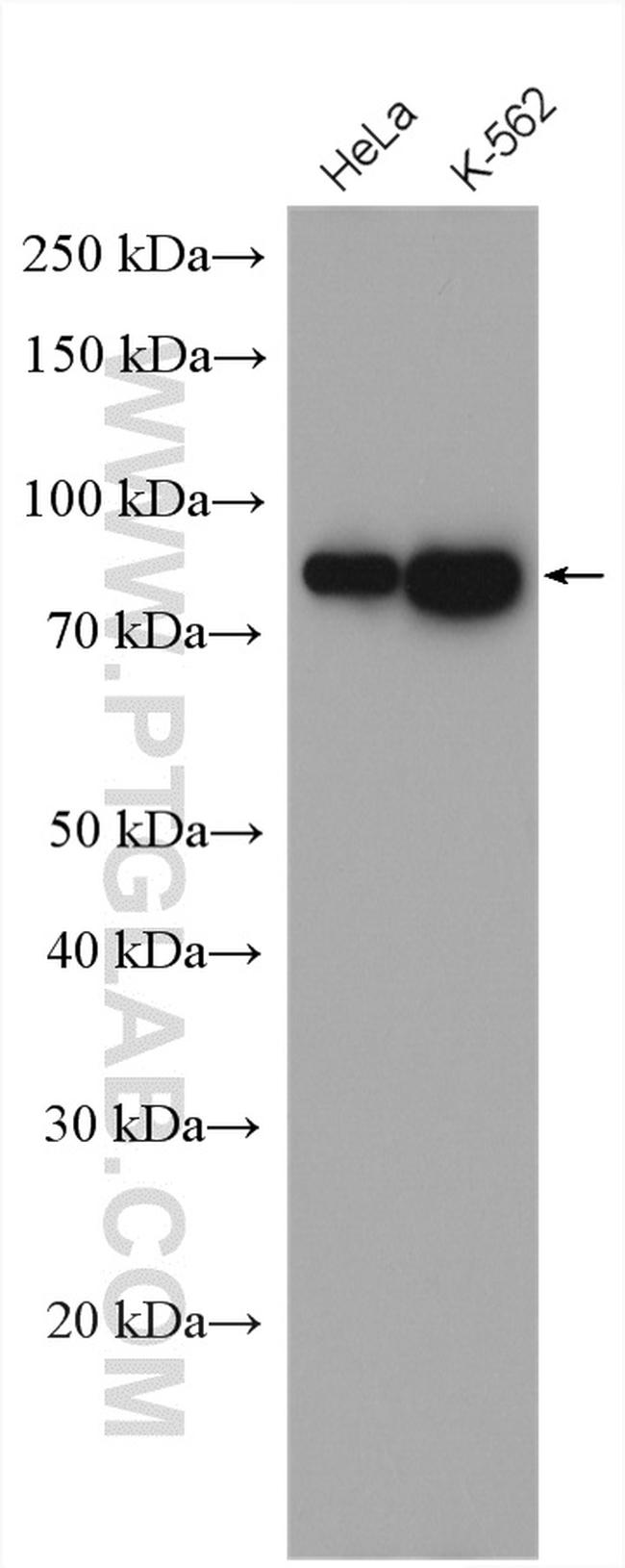 EIF4B Antibody in Western Blot (WB)