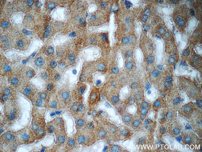 Acetylcholinesterase Antibody in Immunohistochemistry (Paraffin) (IHC (P))