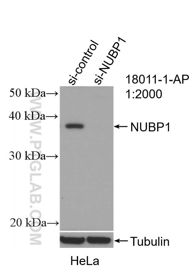 NUBP1 Antibody in Western Blot (WB)