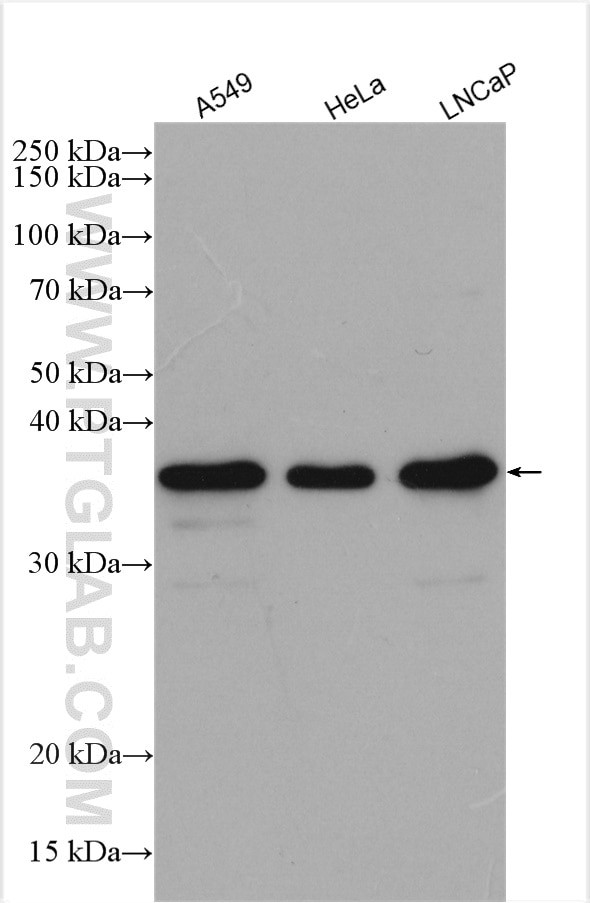 NUBP1 Antibody in Western Blot (WB)