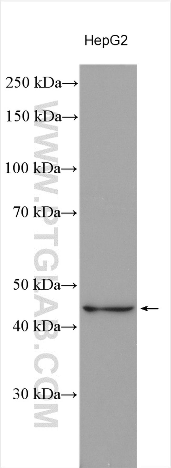 APOA5 Antibody in Western Blot (WB)