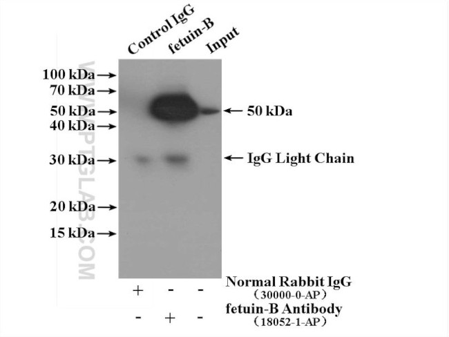 fetuin-B Antibody in Immunoprecipitation (IP)