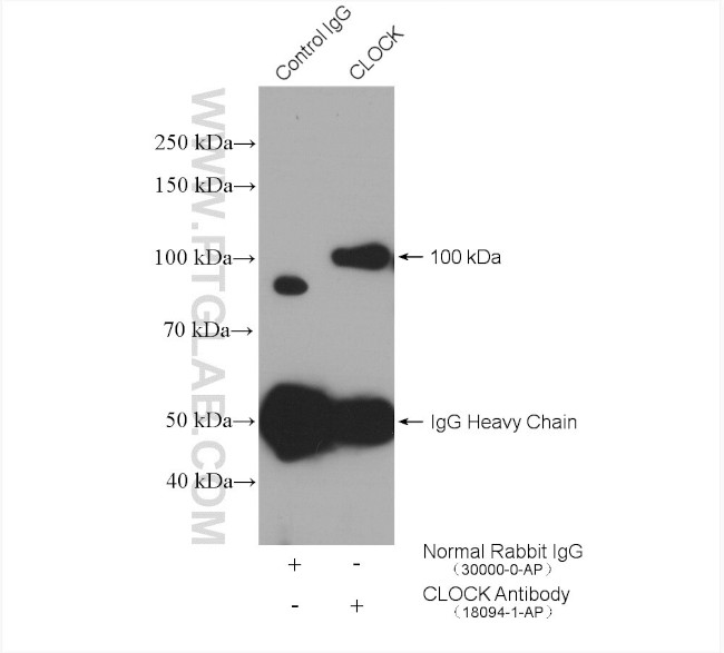 CLOCK Antibody in Immunoprecipitation (IP)