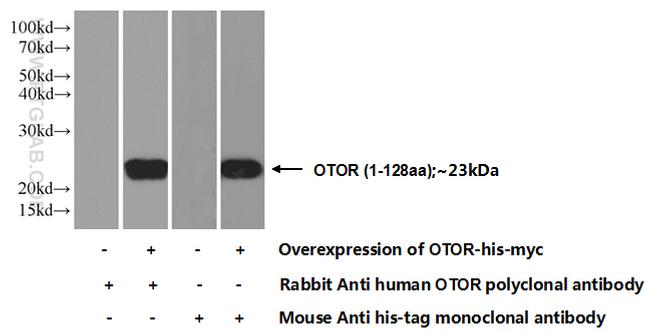 OTOR Antibody in Western Blot (WB)