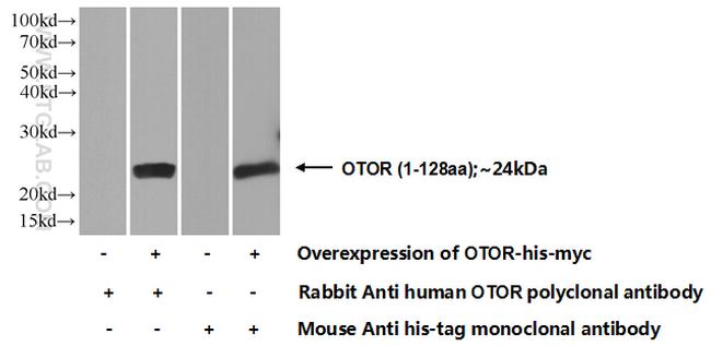 OTOR Antibody in Western Blot (WB)