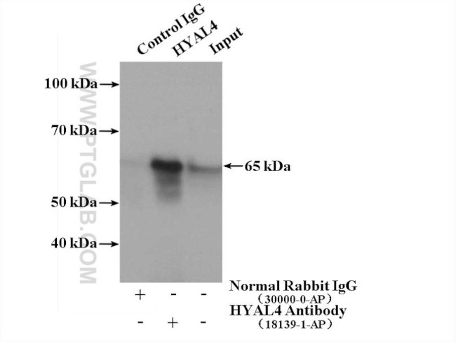 HYAL4 Antibody in Immunoprecipitation (IP)