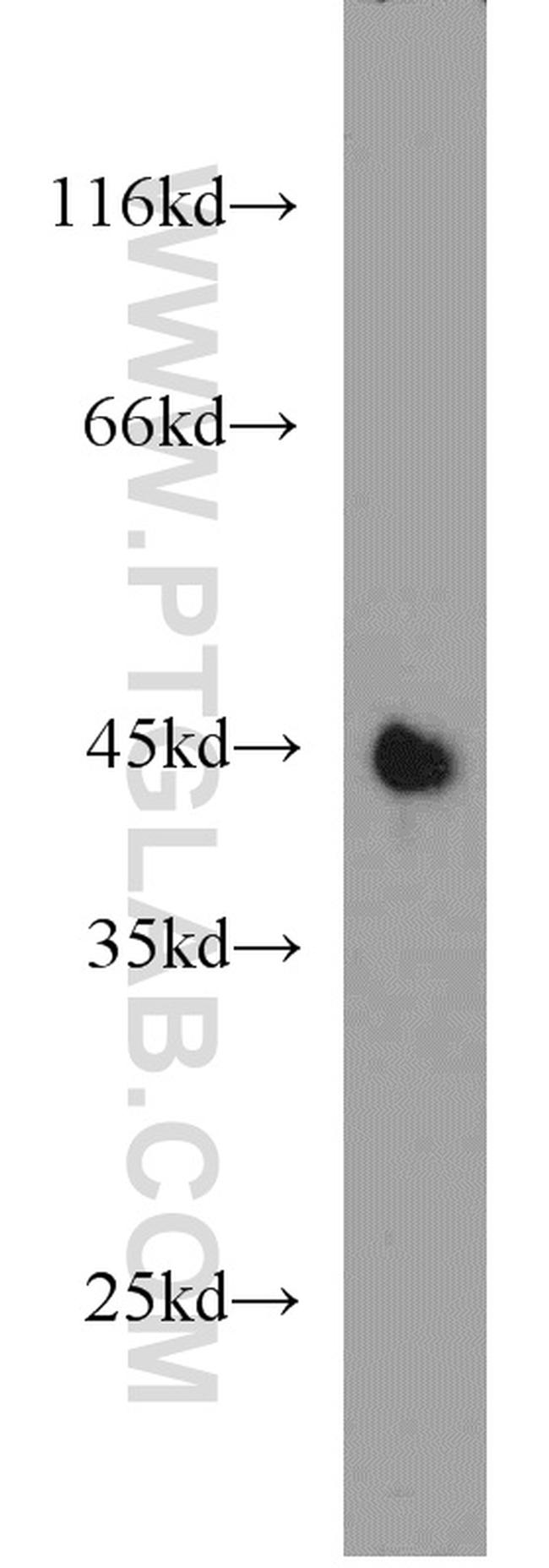 PON1 Antibody in Western Blot (WB)