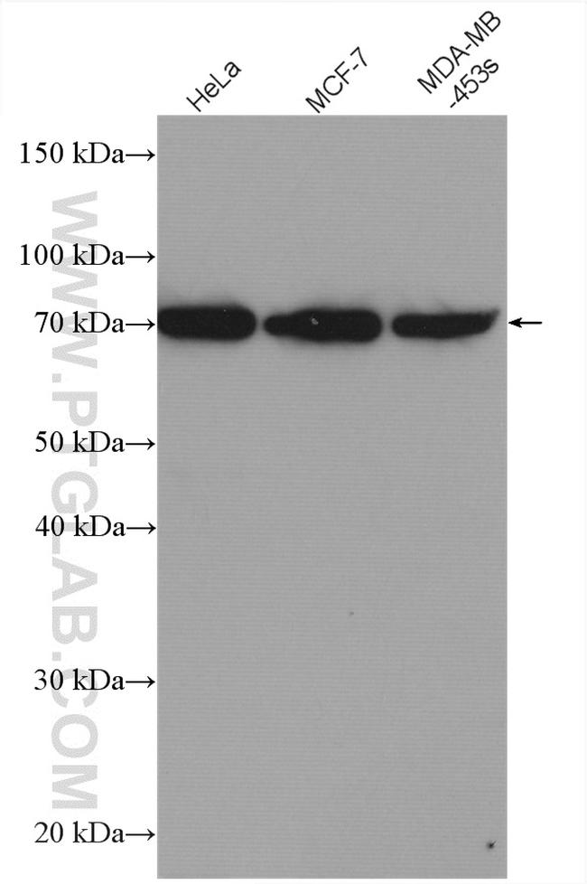 MMP13 Antibody in Western Blot (WB)