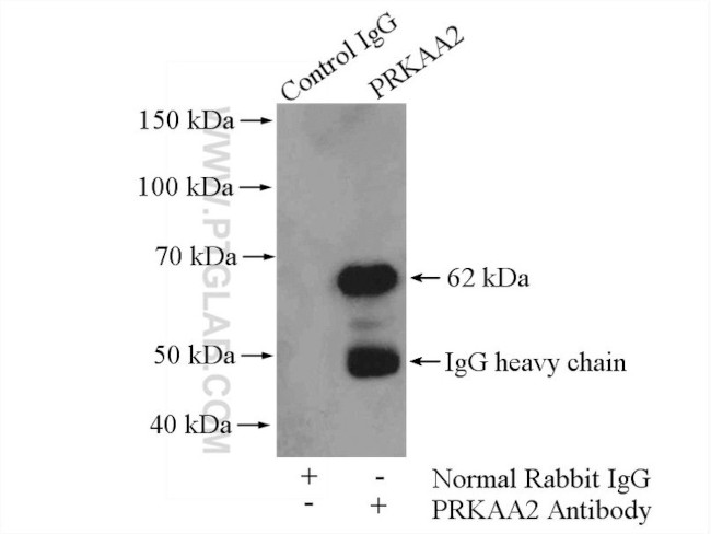 AMPK alpha 2 Antibody in Immunoprecipitation (IP)