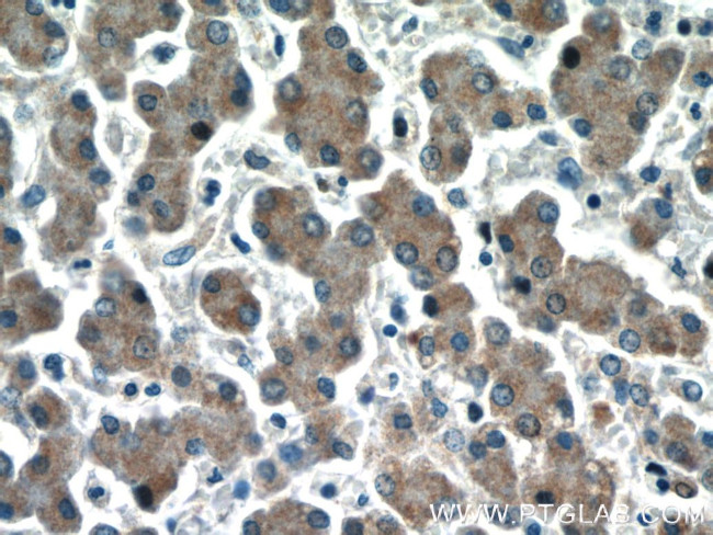 HEPACAM Antibody in Immunohistochemistry (Paraffin) (IHC (P))