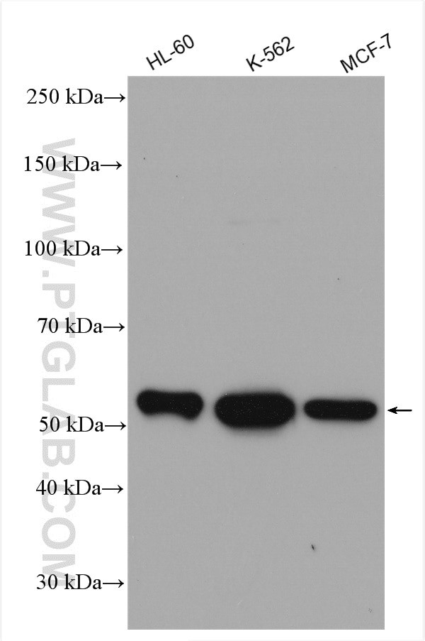 Cyclin A2 Antibody in Western Blot (WB)