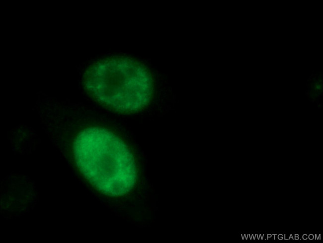 Cyclin A2 Antibody in Immunocytochemistry (ICC/IF)