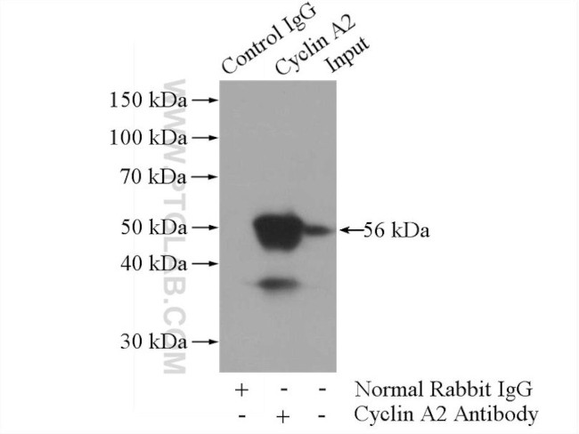 Cyclin A2 Antibody in Immunoprecipitation (IP)