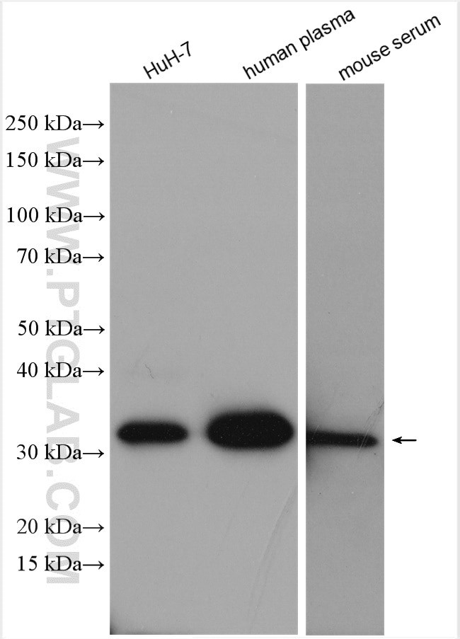 APOE Antibody in Western Blot (WB)