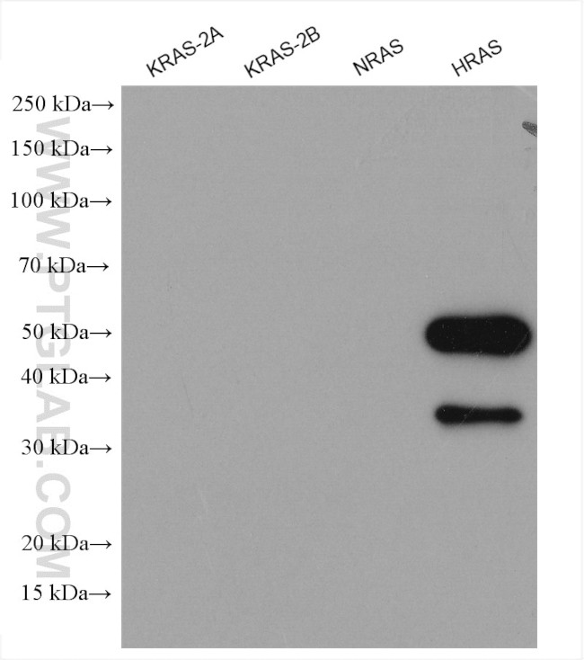 HRAS Antibody in Western Blot (WB)