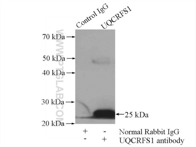 UQCRFS1 Antibody in Immunoprecipitation (IP)