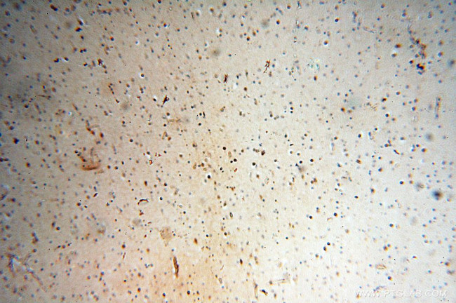 SPZ1 Antibody in Immunohistochemistry (Paraffin) (IHC (P))