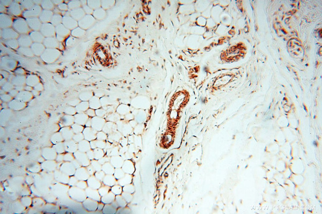 SPZ1 Antibody in Immunohistochemistry (Paraffin) (IHC (P))