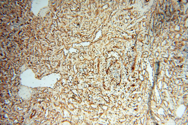 SPZ1 Antibody in Immunohistochemistry (Paraffin) (IHC (P))